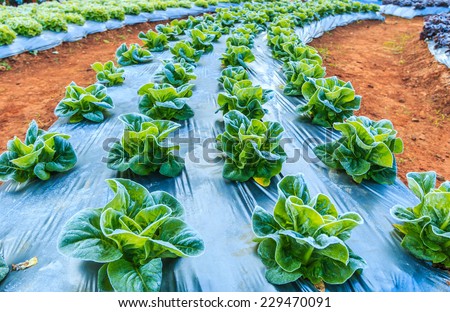 lettuce vegetables in a field on a frosty winters morning at Doi Ang Khang, Chiang Mai Thailand