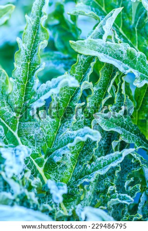 leaf vegetables in a field on a frosty winters morning at Doi Ang Khang, Chiang Mai Thailand Doi A