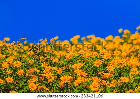 Mexican sunflower or Tithonia diversifolia in Thailand (Origin at Mexico)