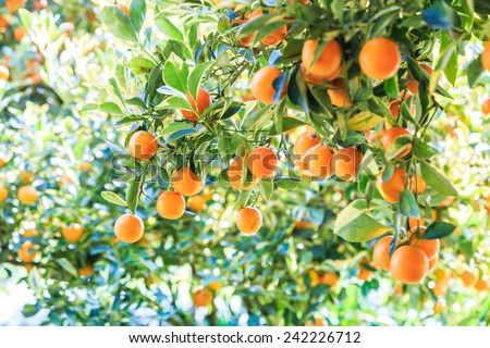 Orange tree - Orange Farm - Orange Park