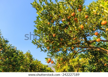 Orange tree - Orange Farm - Orange Park