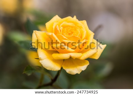 Natural yellow roses background