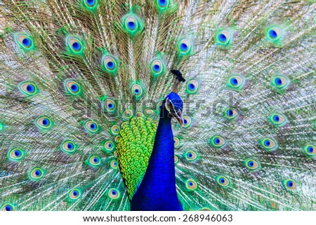 green peacock