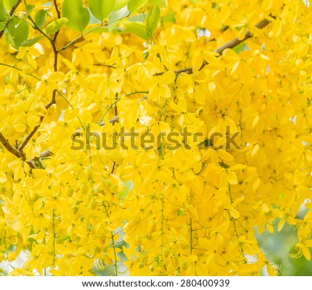 Cassia fistula flower, Golden shower, Thailand\'s national flower