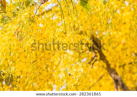 Cassia fistula flower, Golden shower, Thailand\'s national flower