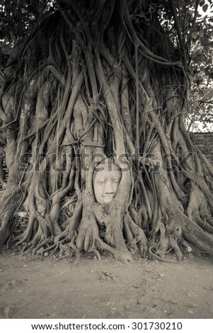 face of Buddha statue in the tree roots at Wat Mahathat temple, Thailand