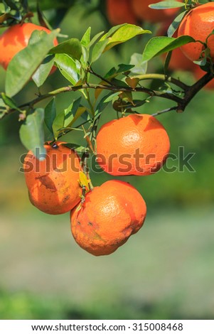 Orange - Orange tree Orange Park