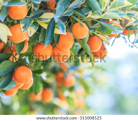 Orange - Orange tree Orange Park