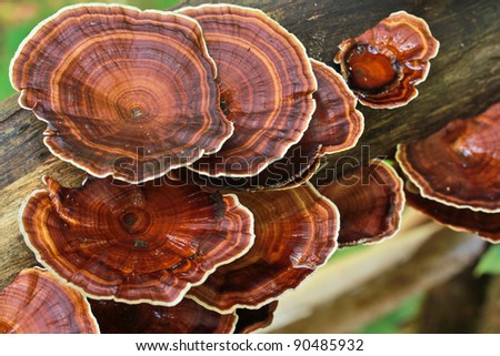 thailand mushroom