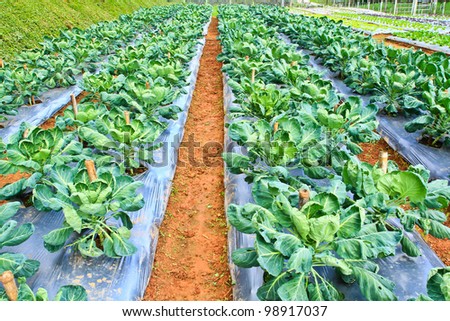 Vegetable plots