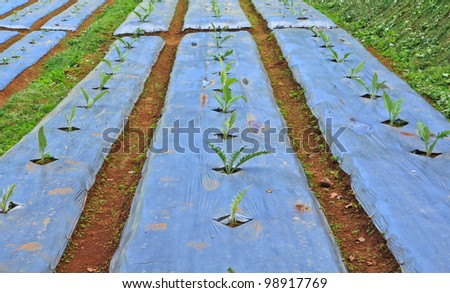 Vegetable plots