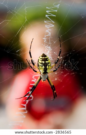 Kid watching a yellow and black spider in her spider web