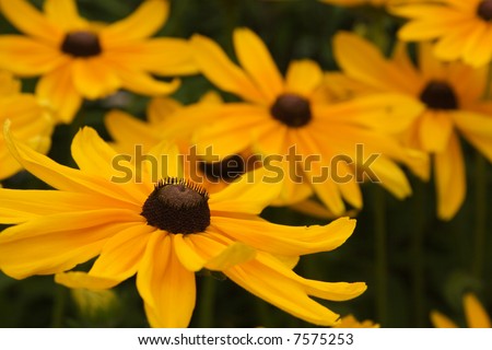 Close up of a black eyed Susan with some more in the background
