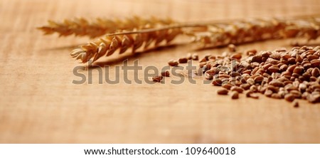 Wheat Spike with corn close up