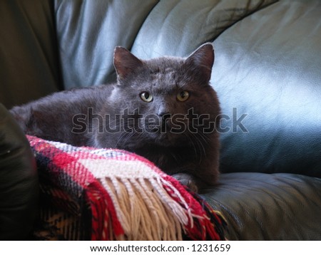 Russian Blue cat resting on an armchair