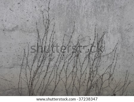 Vine plants growing on concrete wall