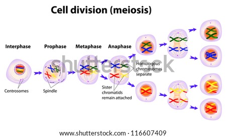 Blank Meiosis