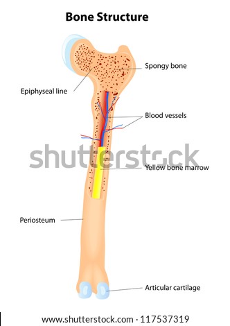 Long Bone Anatomy. Vector Scheme - 117537319 : Shutterstock