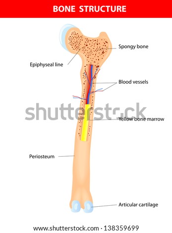 Long Bone Anatomy. Scheme Stock Photo 138359699 : Shutterstock