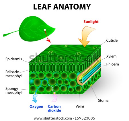 leaf anatomy diagram photosynthesis Chlorophyll is the molecule in leaves that uses the energy in sunlight to turn water and carbon dioxide gas into sugar and oxygen leaf anatomy diagram photosynthesis Chlorophyll is the molecule in leaves that uses the energy in sunlight to turn water and carbon dioxide gas into sugar and oxygen