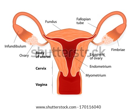 uterus or womb. female reproductive system. Uterus and uterine tubes. Human anatomy