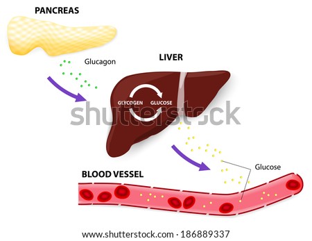The pancreas releases glucagon when blood glucose levels fall too low Glucagon causes the liver to convert stored glycogen into glucose which is released into the bloodstream The pancreas releases glucagon when blood glucose levels fall too low Glucagon causes the liver to convert stored glycogen into glucose which is released into the bloodstream