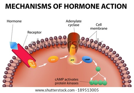 Activity steroid hormone action
