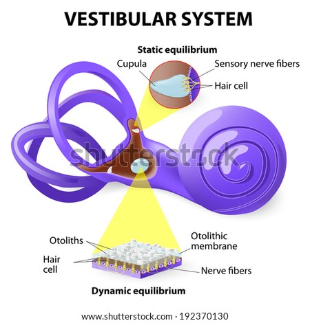 Vestibular System. Inner Ear And Its Relationship To Balance And ...