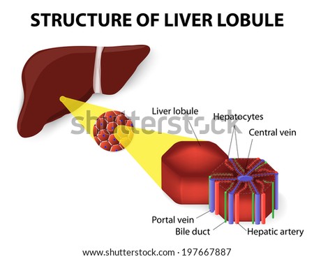 Structure Of Liver Lobule Stock Vector Illustration 197667887