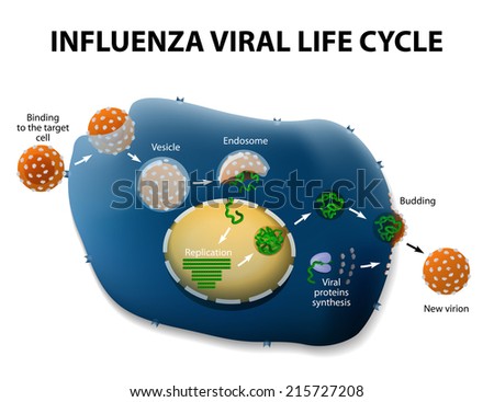 Influenza Virus Replication Cycle Influenza Virus Replication Cycle