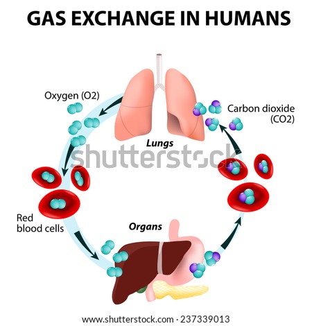Gas exchange in humans. Path of Red Blood Cells. Oxygen transport cycle. Both oxygen and carbon dioxide are transported around the body in the blood from the lungs to the organs and again to the lungs