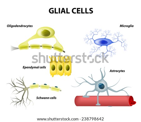 Types of neuroglia. Classification of glial cells: microglia, astrocytes, oligodendrocytes and Schwann cells, Ependymal cells