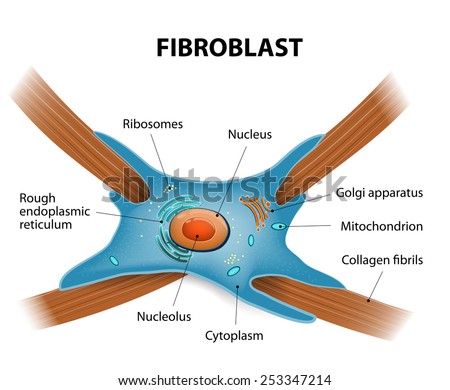 Structure of fibroblast cells. These cell are vital to the skin\'s strength and elasticity. The fibroblasts also synthesise the ground substance of the dermal matrix.
