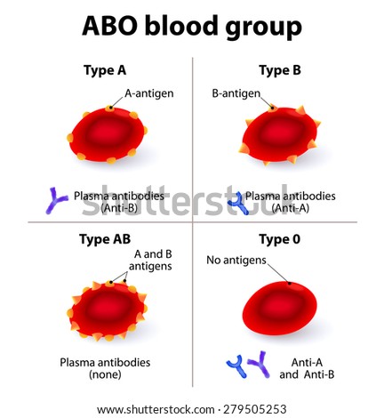 Abo Blood Groups. There Are Four Basic Blood Types, Made Up From ...