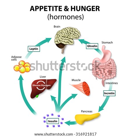 Hormones appetite and hunger. Human endocrine system. Incretin, ghrelin, leptin and insulin