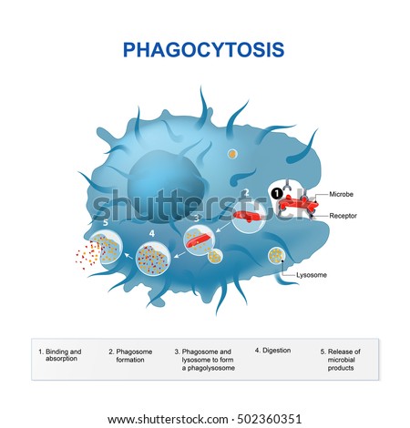 Phagocytosis. Human immune system