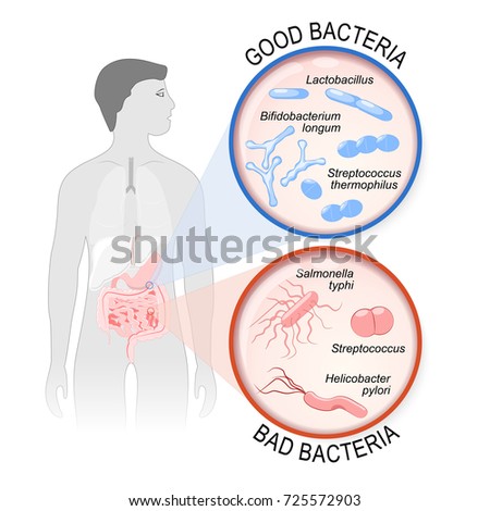 Probiotics. gut flora: Good (Lactobacillus, Bifidobacterium longum, Streptococcus thermophilus) and Bad (Streptococcus, Salmonella typhi, Helicobacter pylori) bacteria.