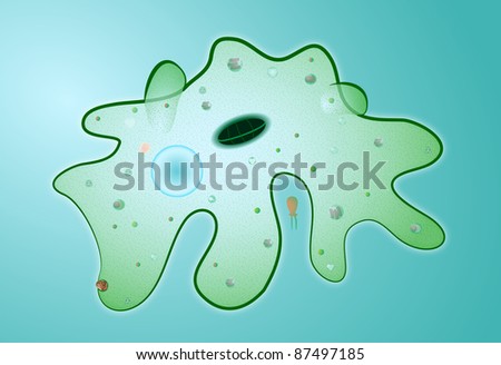 Microbe. Amoeba proteus - microscopic  organism. Refers to infection caused dysentery.