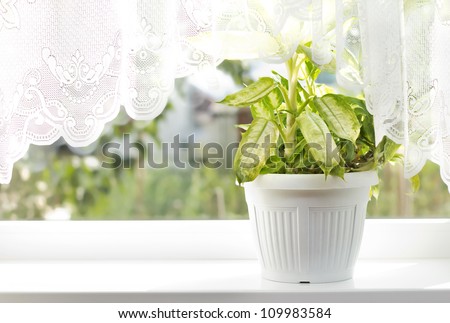Indoor flower on the windowsill. white vase, pot. curtains, tulle