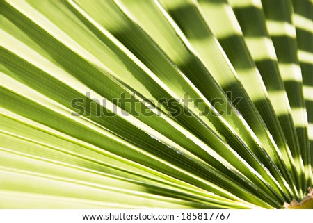 Beautiful palm leaves of tree in sunlight. Bright, green leave of palm trees against blue sky.