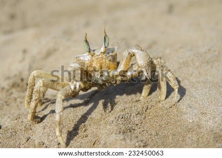 Close up of small sea, marine crab on beach of Turkey in sand. Sea background.
