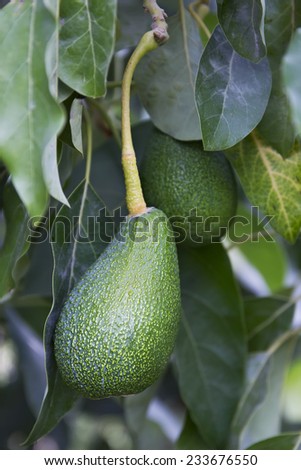 Avocado closeup on tree in garden at plantation. Green Avocado background.
