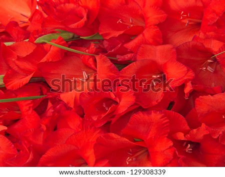 Bouquet of red gladiolus. Background