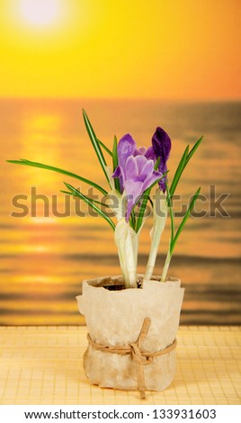 Pot with crocuses on a bamboo cloth against the sea