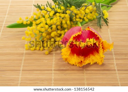 Tulip, mimosa on the bamboo cloth, isolated on white