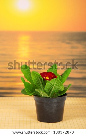 Pot with a primula on a bamboo cloth against the sea