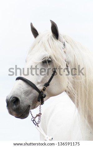 I portray horse