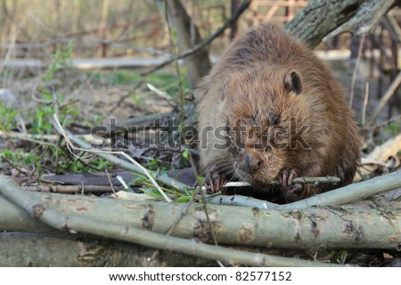 eating tree bark