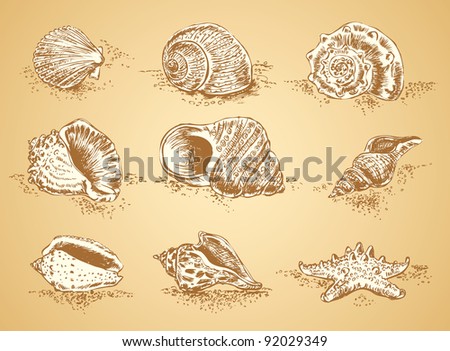 Collection Graphic Images Seashell, Vector Set - 92029349 : Shutterstock