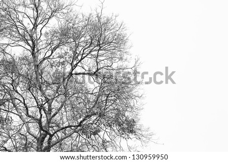 Silhouette Dry tree on white background